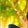 Sompallipavan Csk