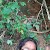 swapna mohan