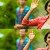 593 Supriya
