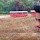 Umesh Chavan