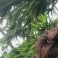 Praveen Kumar