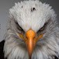 Eagle Gaming 22 krishna Free fire