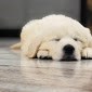Rio The golden retriever