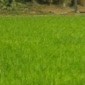 Adithya Udupa