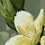 Susie Tapley