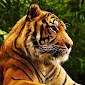 Das Swapan