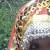 amit rawal