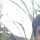 Prabu A