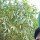 Sourabh Rawat
