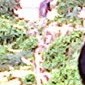 Balu v