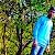 Dera Harsha