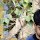 Shubham Verma