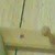 Vithal Sale